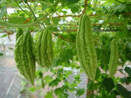 Công dụng của mướp đắng/ khổ qua